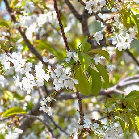 La Nonna Efrosini * Anomeria