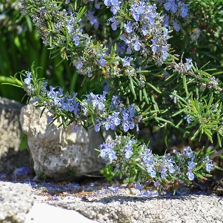 Apartment La Nonna Efrosini *
